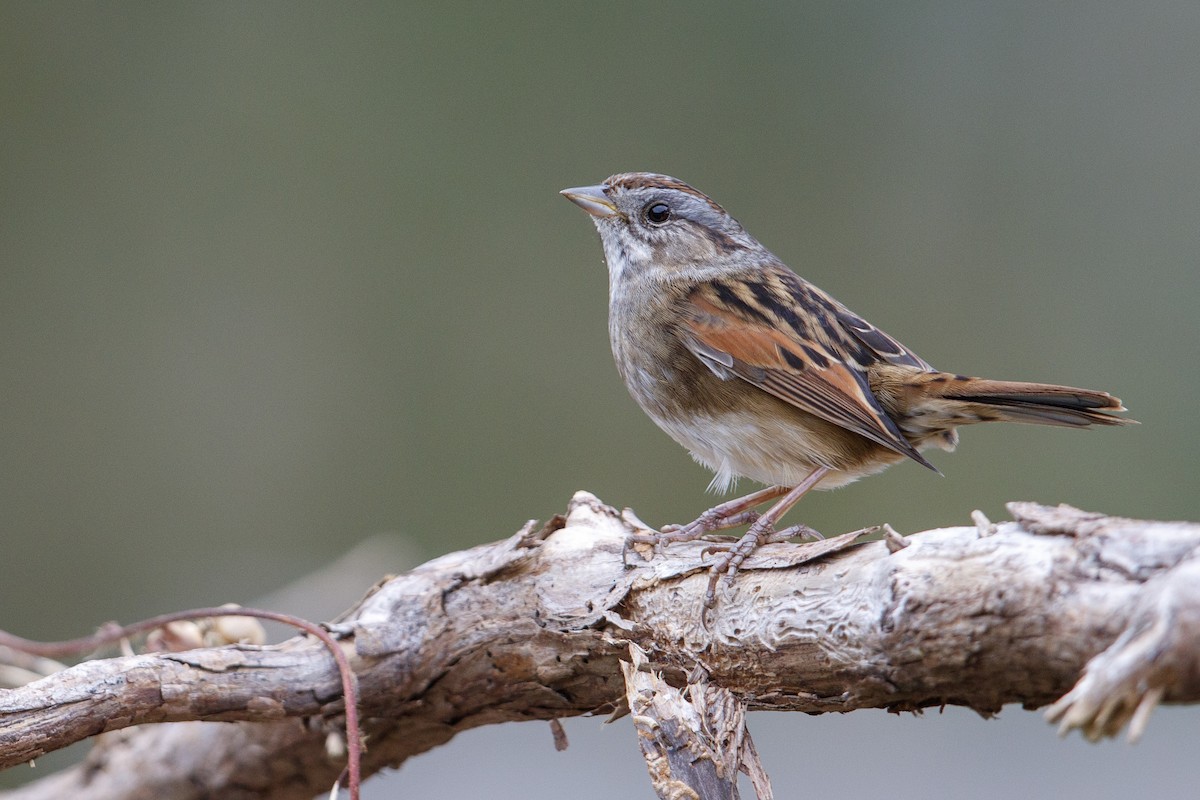 Swamp Sparrow - ML545818991