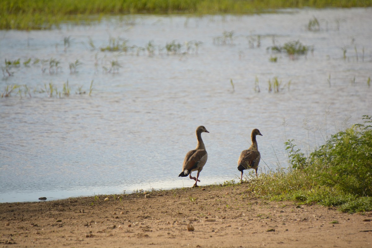 Egyptian Goose - ML545819091