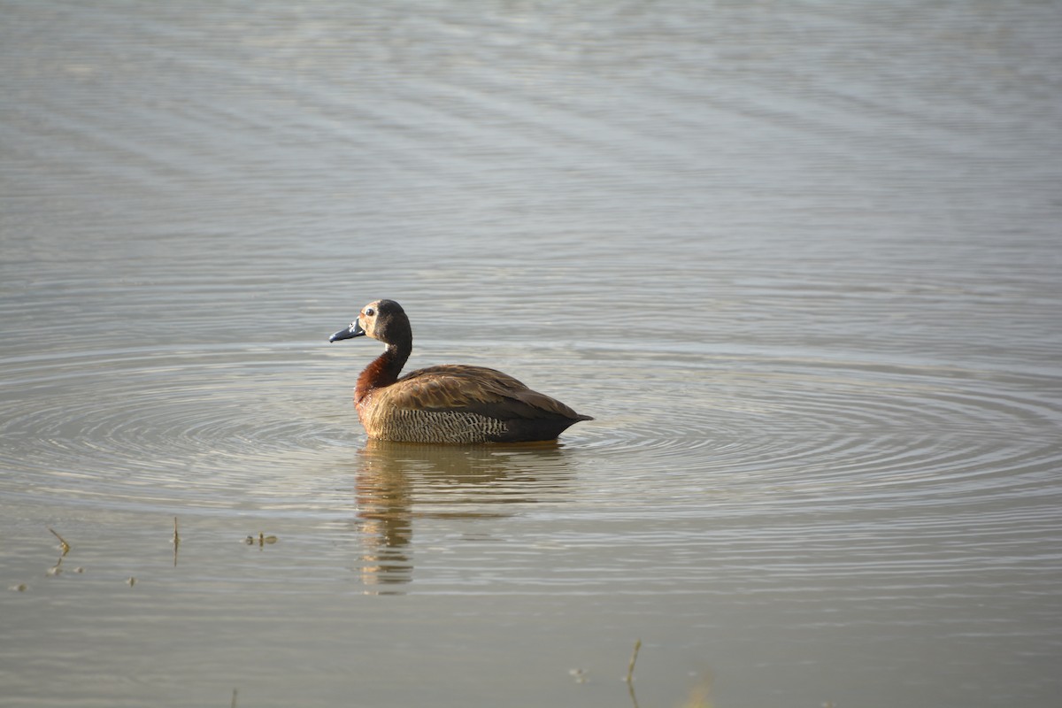 White-faced Whistling-Duck - ML545819221