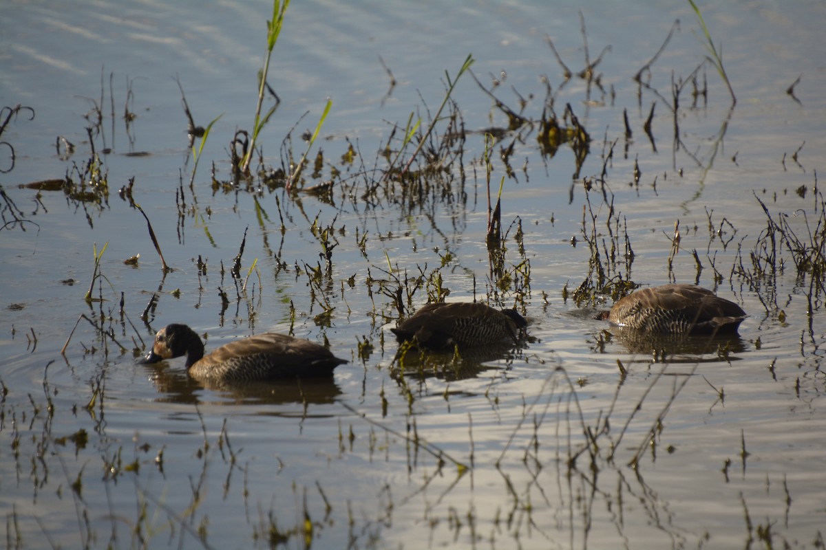 White-faced Whistling-Duck - ML545819231