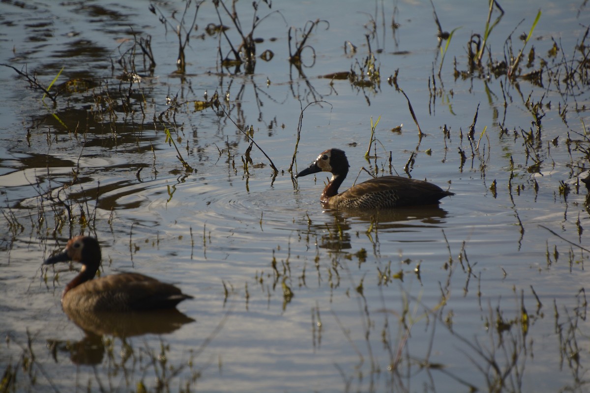 White-faced Whistling-Duck - ML545819241