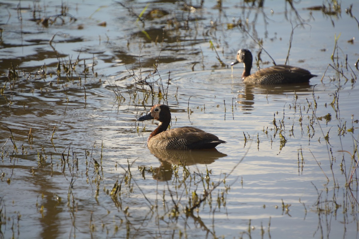 White-faced Whistling-Duck - ML545819251