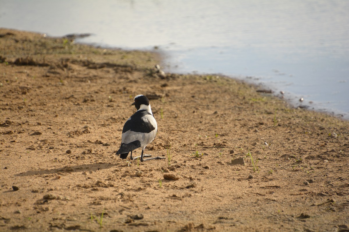 Blacksmith Lapwing - ML545819331
