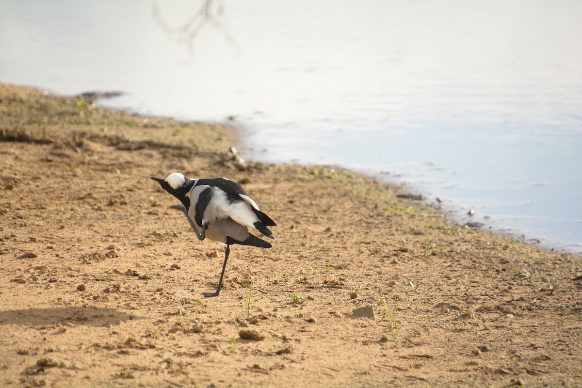 Blacksmith Lapwing - ML545819341