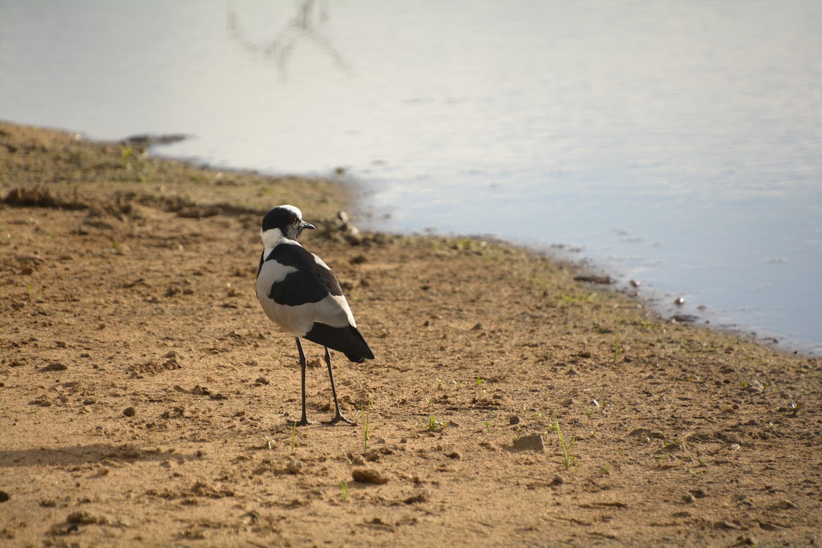 Blacksmith Lapwing - ML545819351