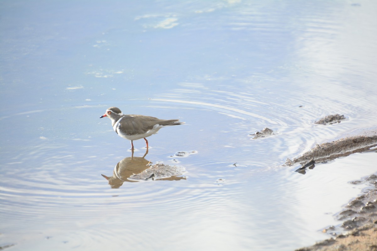 Three-banded Plover - ML545819441