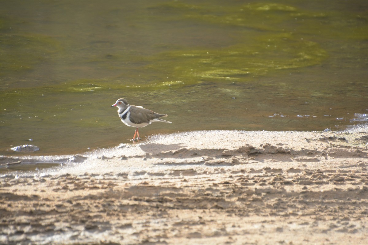 Three-banded Plover - ML545819451