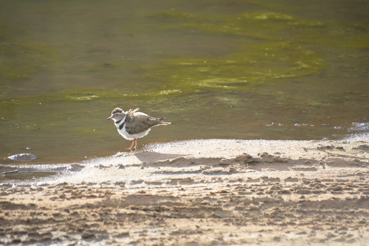Three-banded Plover - ML545819461