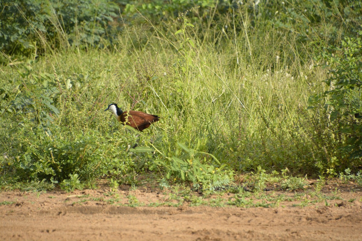 African Jacana - ML545819491