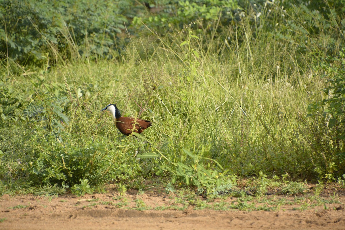 African Jacana - ML545819511