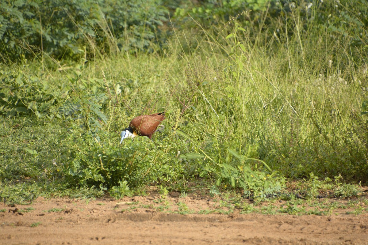 African Jacana - ML545819521