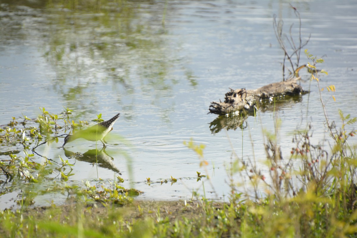 Wood Sandpiper - ML545819551