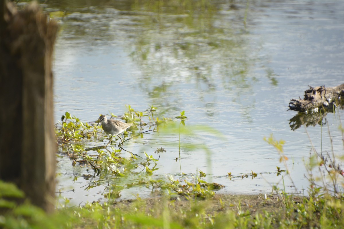 Wood Sandpiper - ML545819561