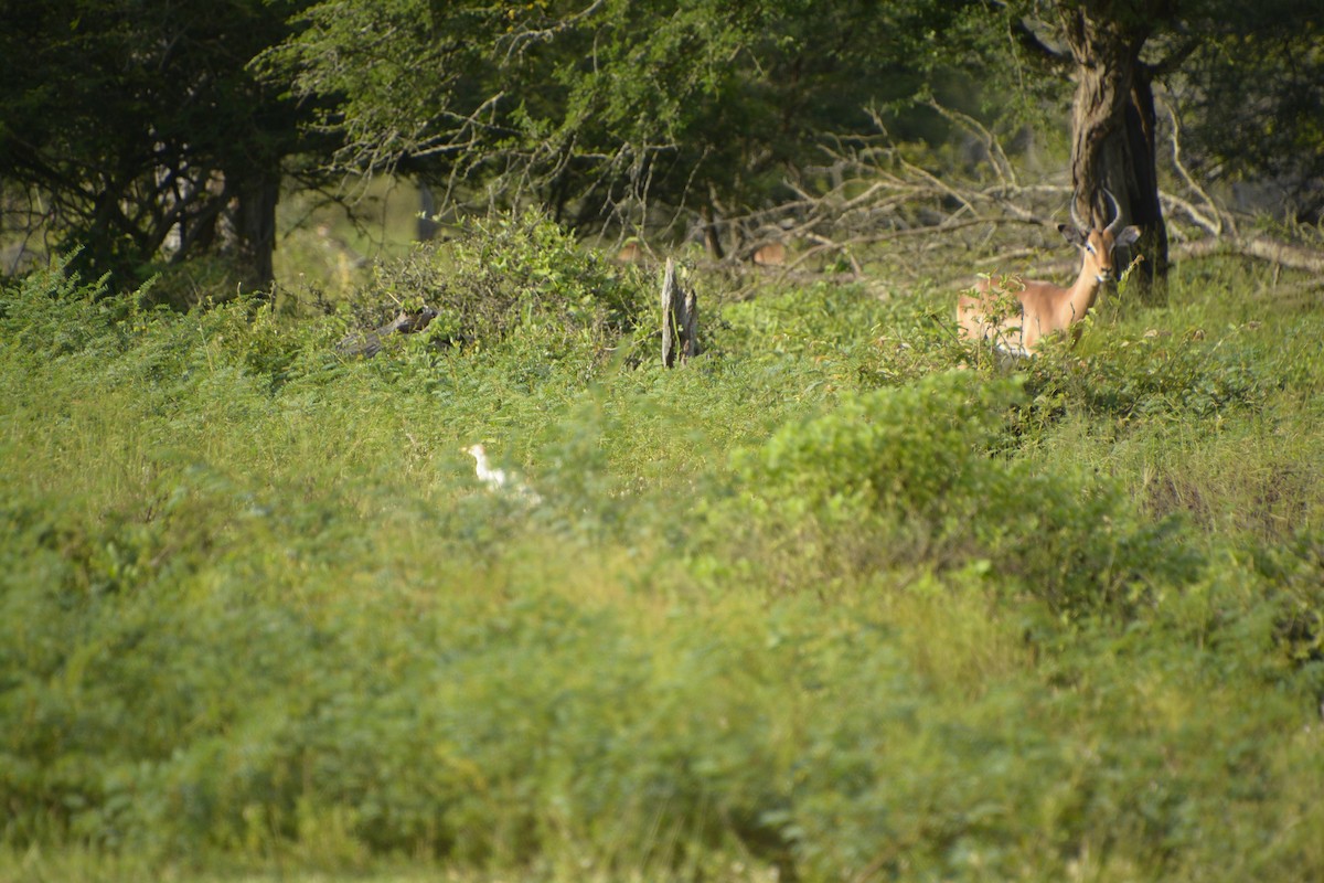 Western Cattle-Egret - ML545819601