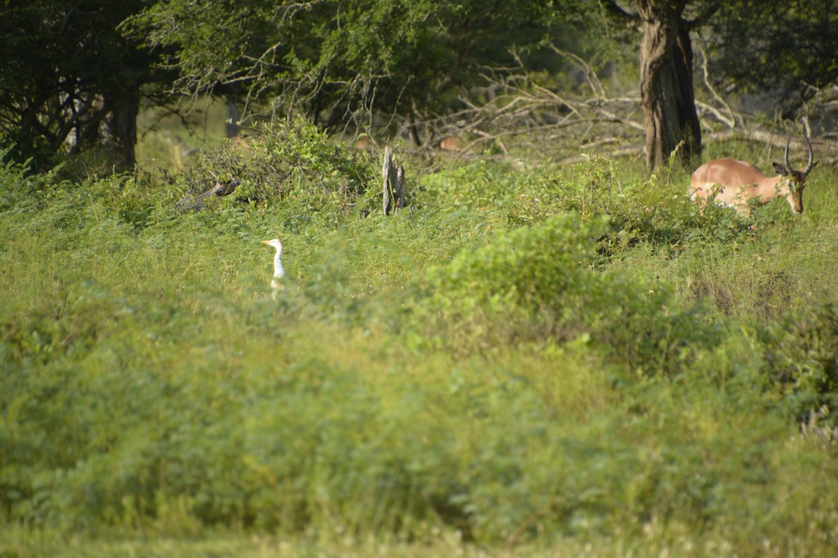 Western Cattle-Egret - ML545819611