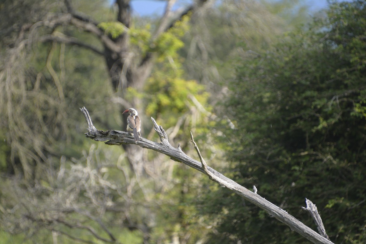 Southern Red-billed Hornbill - ML545819641