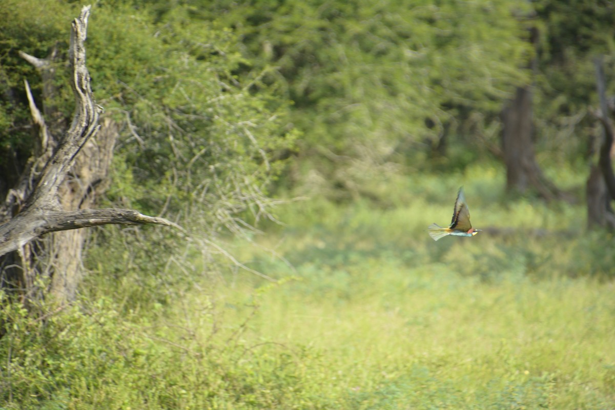 European Bee-eater - ML545819711
