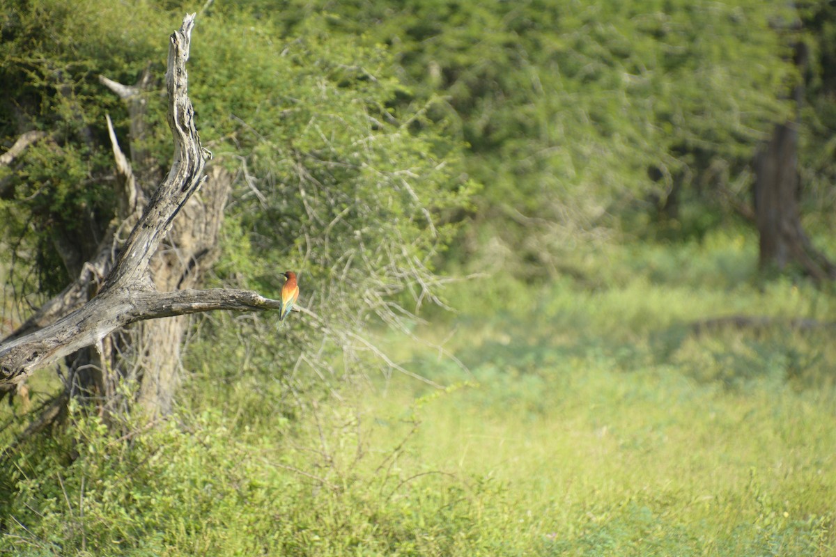 European Bee-eater - ML545819721