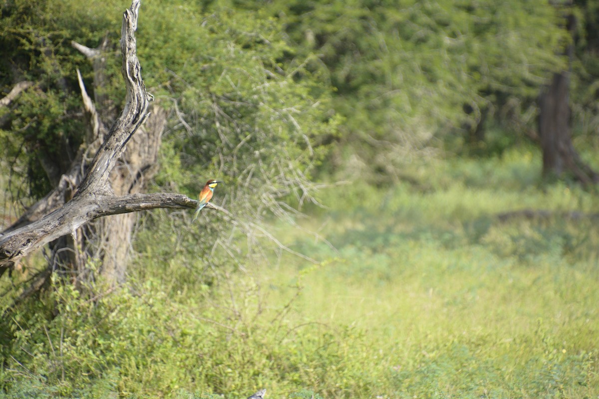 European Bee-eater - ML545819731