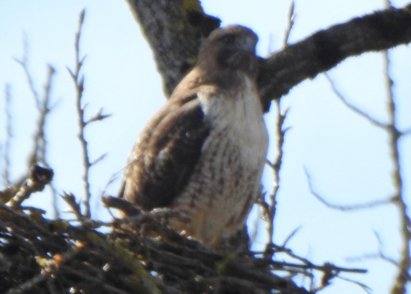 Red-tailed Hawk - ML545820221