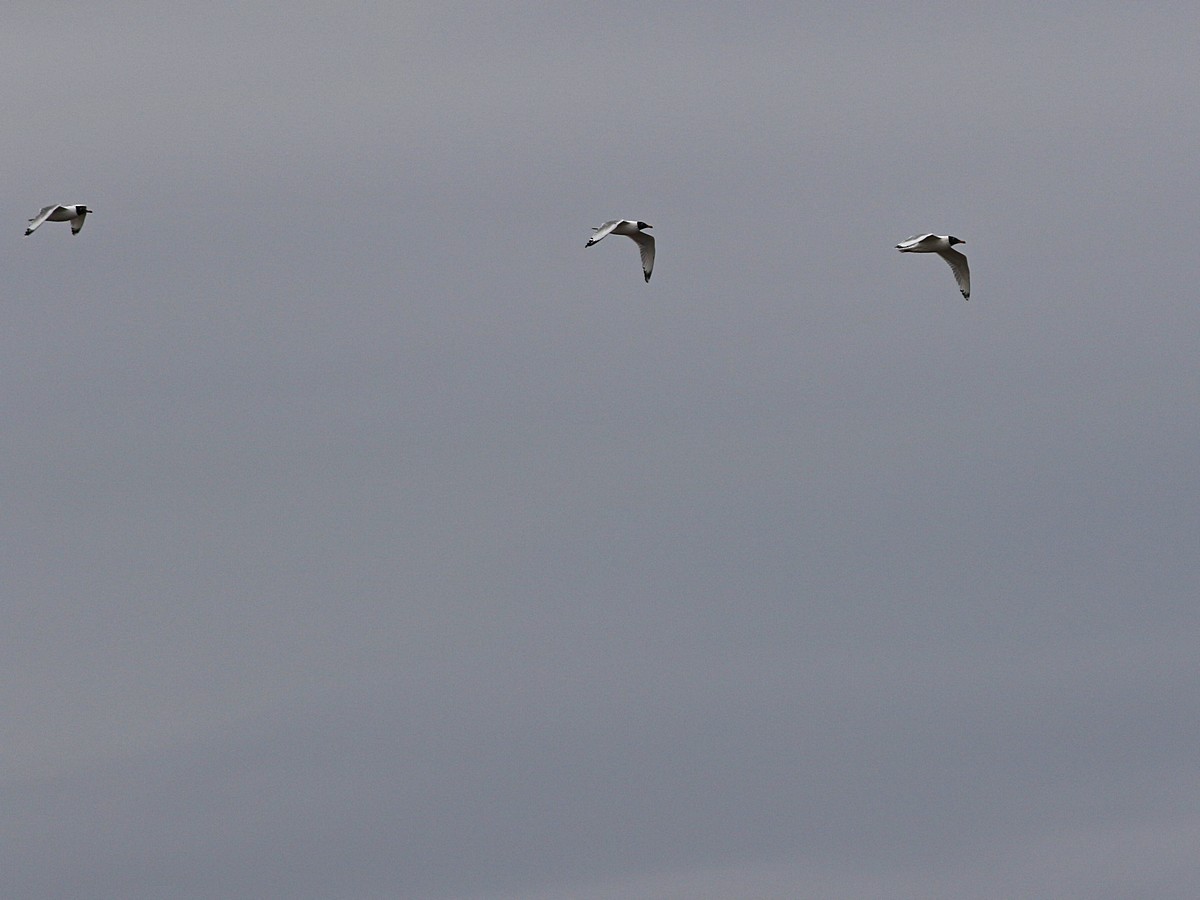 Pallas's Gull - ML545821791