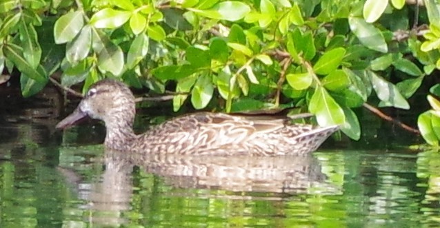 Blue-winged Teal - ML545821831