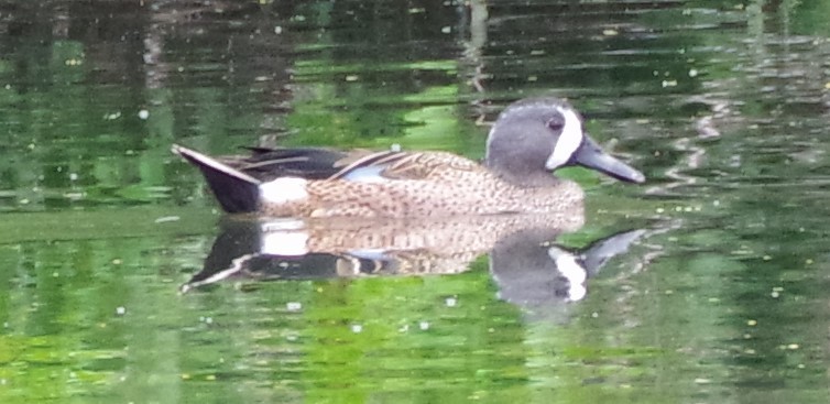 Blue-winged Teal - ML545821841