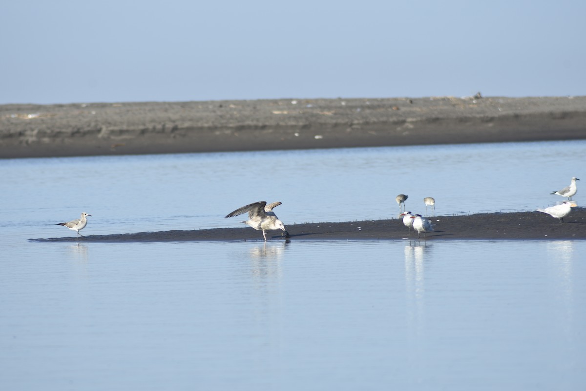 Herring Gull - ML545822201