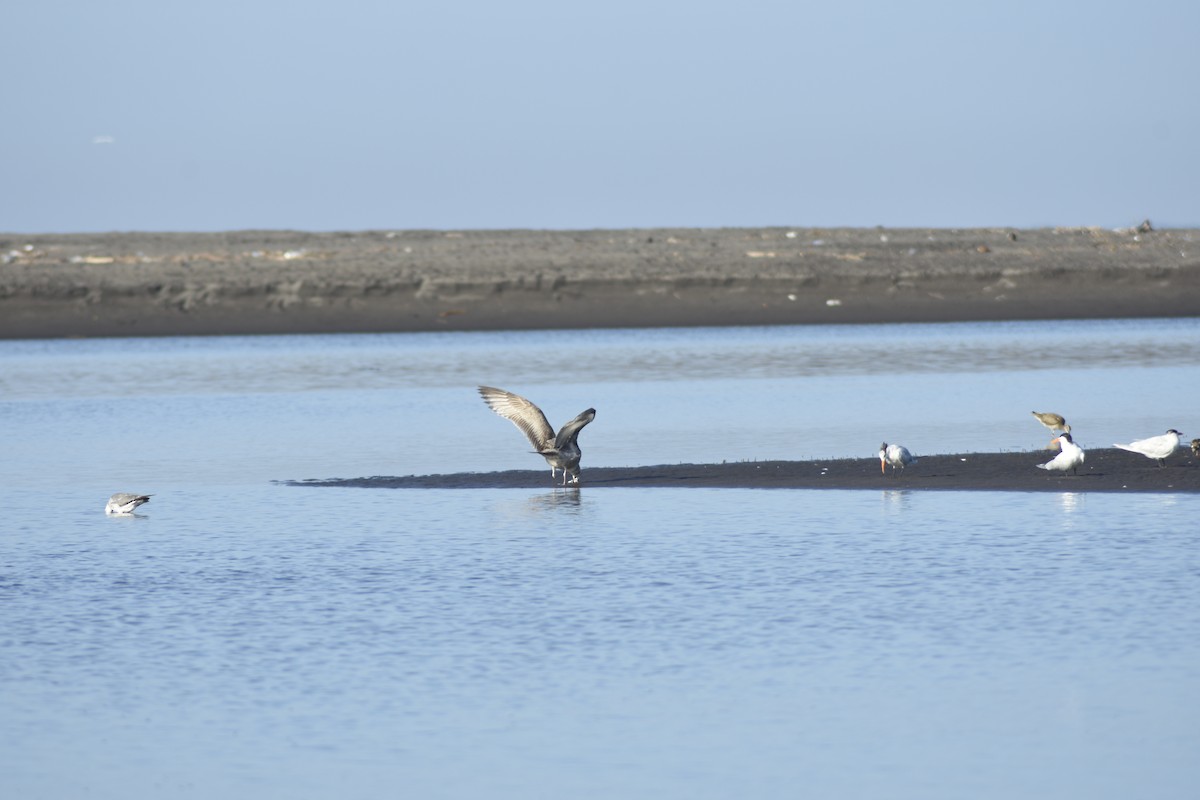 Herring Gull - ML545822211