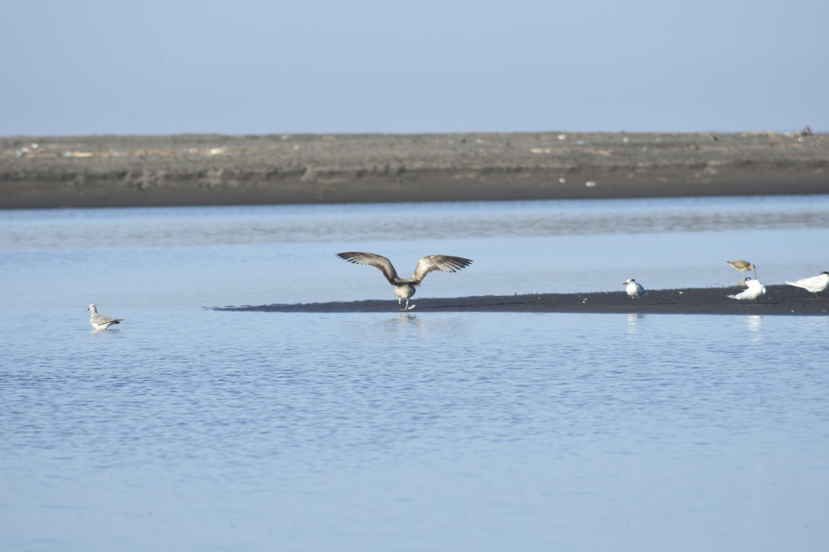 Herring Gull - ML545822221