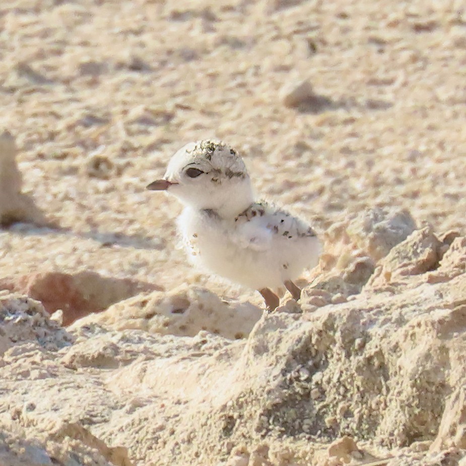 Snowy Plover - John Girard