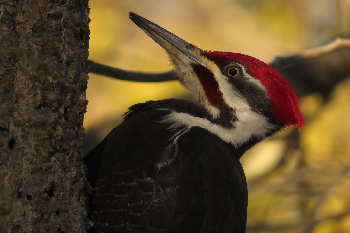 Pileated Woodpecker - ML545823571