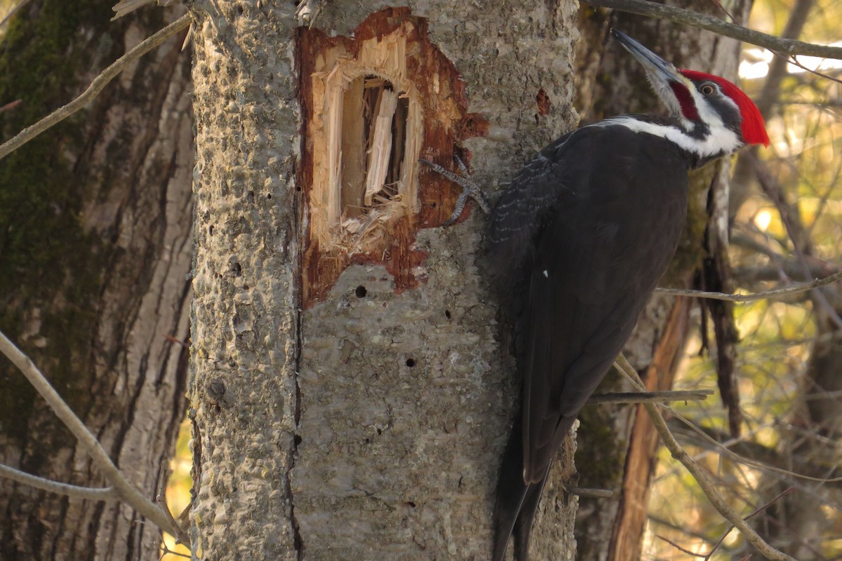 Pileated Woodpecker - ML545823581