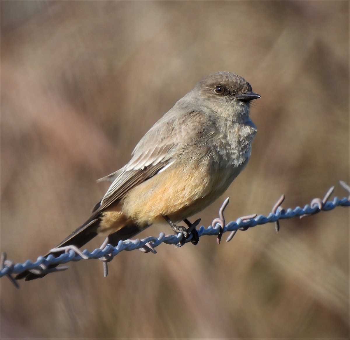 Say's Phoebe - Sarah Hobart