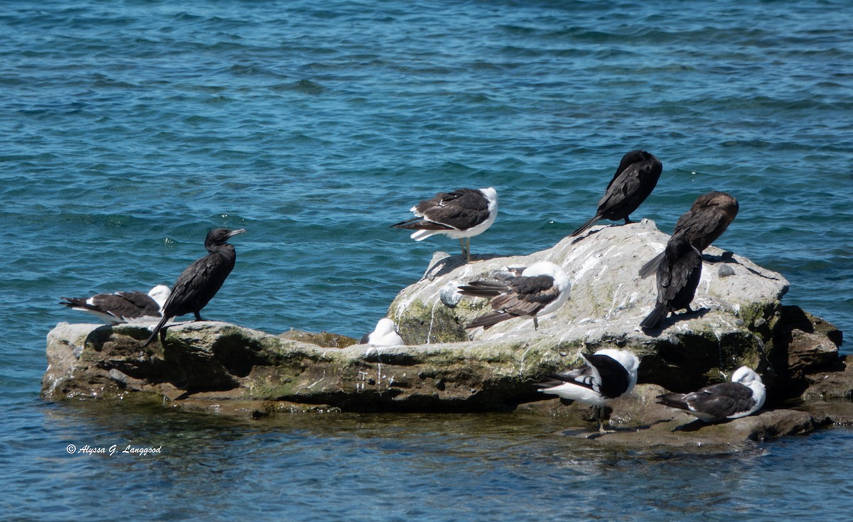 Neotropic Cormorant - ML545823821