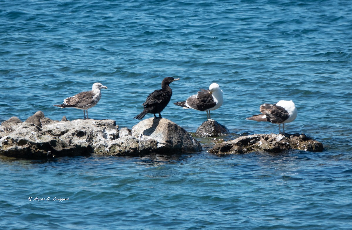 Neotropic Cormorant - Anonymous