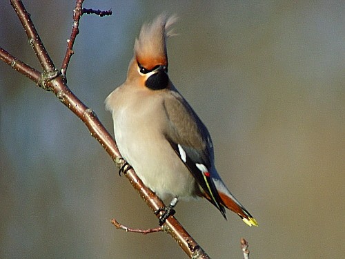 Bohemian Waxwing - ML545826731