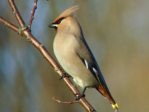 Bohemian Waxwing - ML545826831