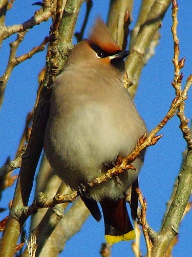 Bohemian Waxwing - David Cooper