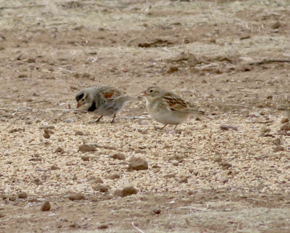 Thick-billed Longspur - ML545827011