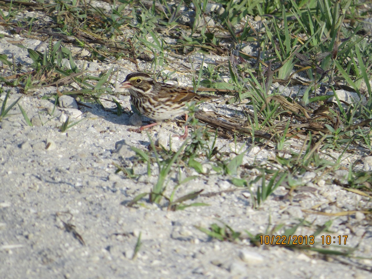 Savannah Sparrow - ML545827121