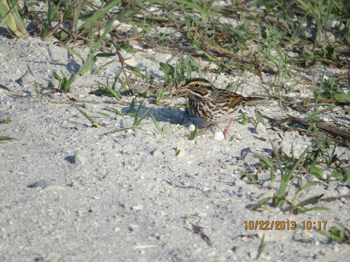 Savannah Sparrow - ML545827131