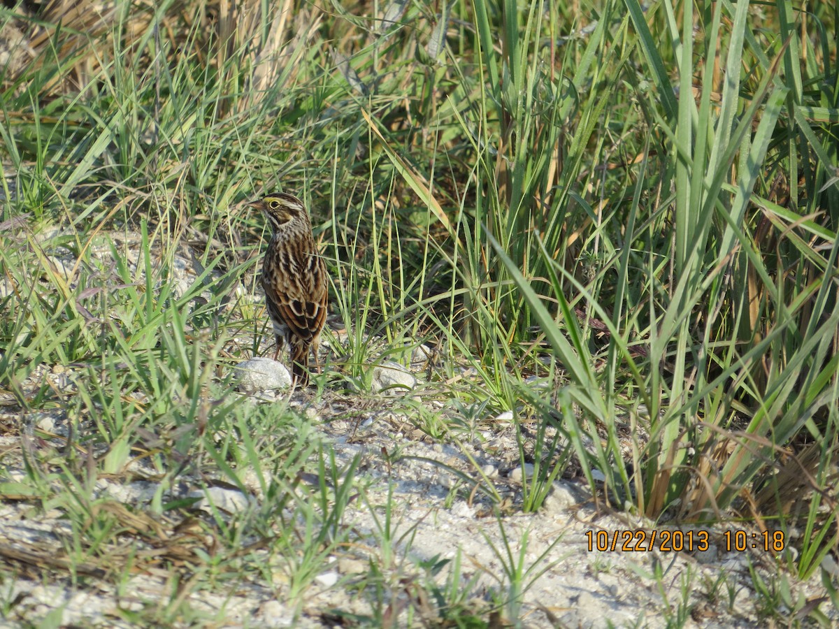 Savannah Sparrow - ML545827201