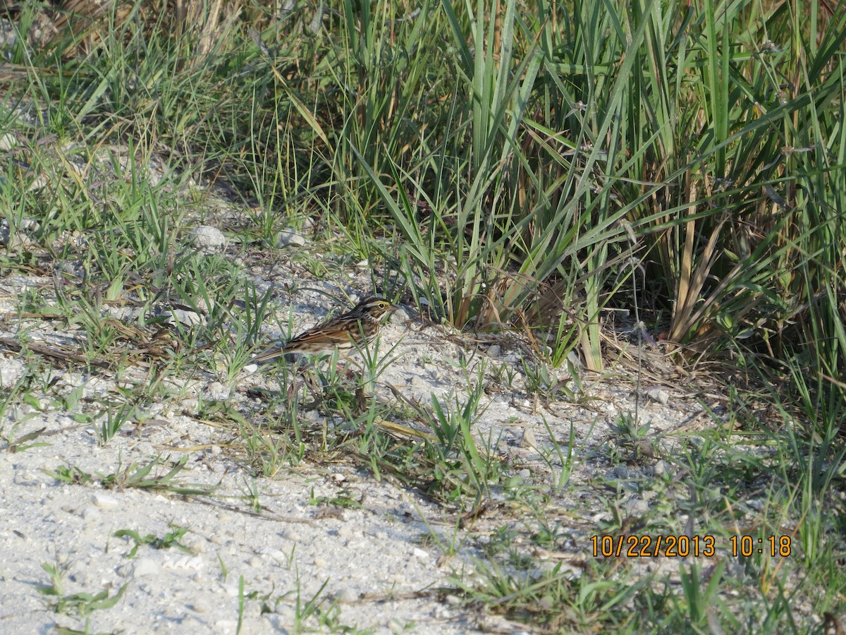 Savannah Sparrow - ML545827211