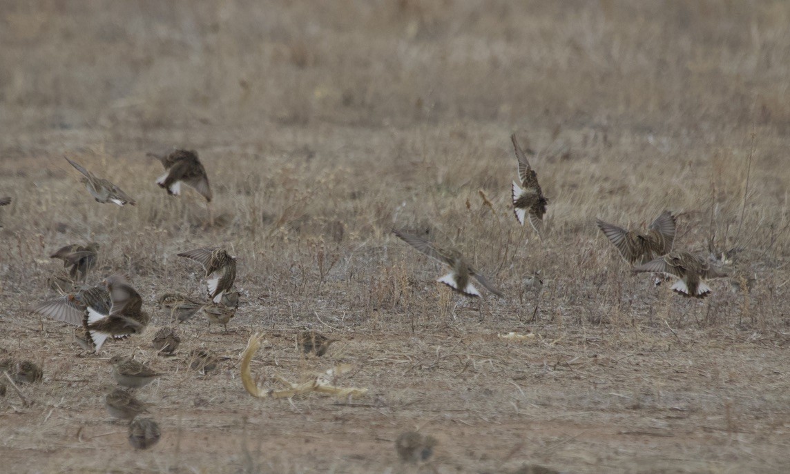 Thick-billed Longspur - ML545827271