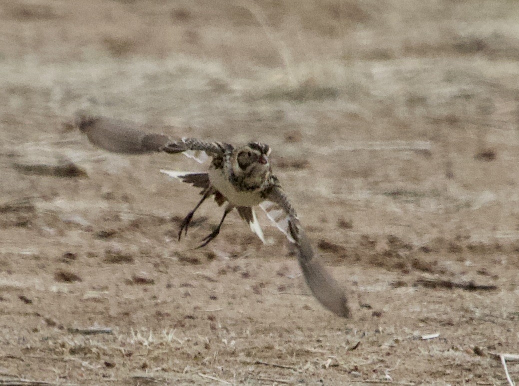 Lapland Longspur - ML545827531