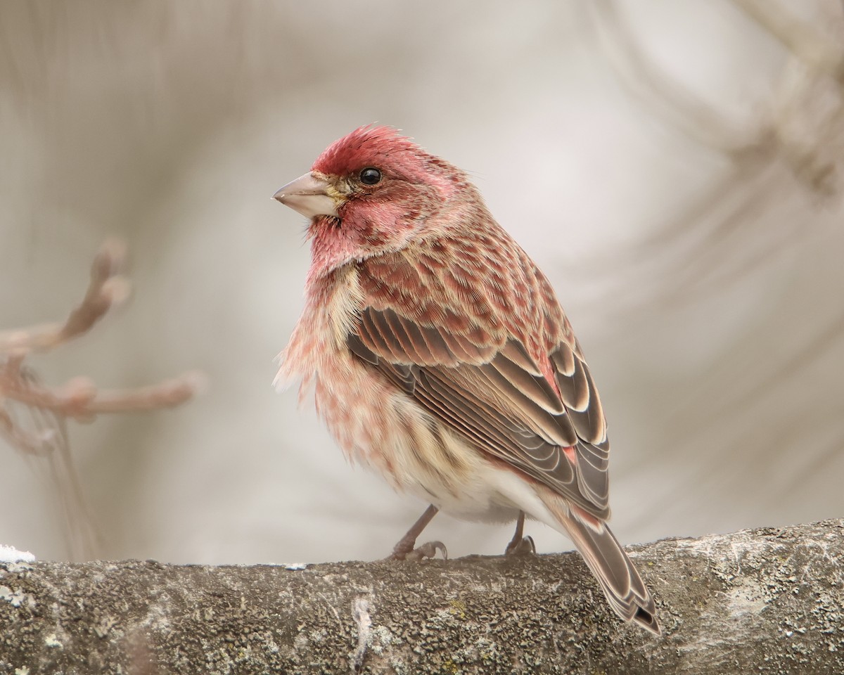 Purple Finch - ML545829171