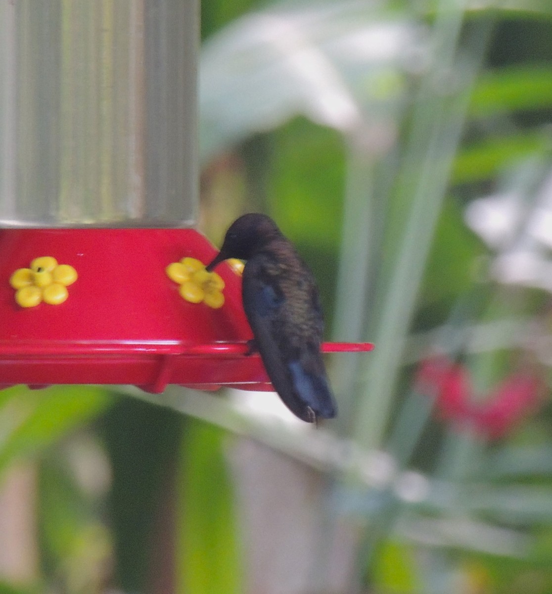 kolibřík jamajský - ML545830391