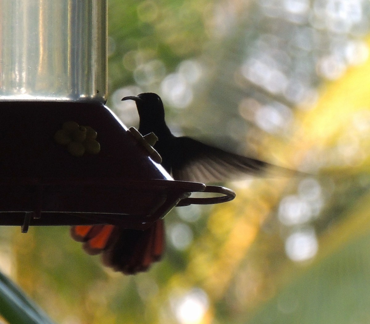 kolibřík jamajský - ML545830401