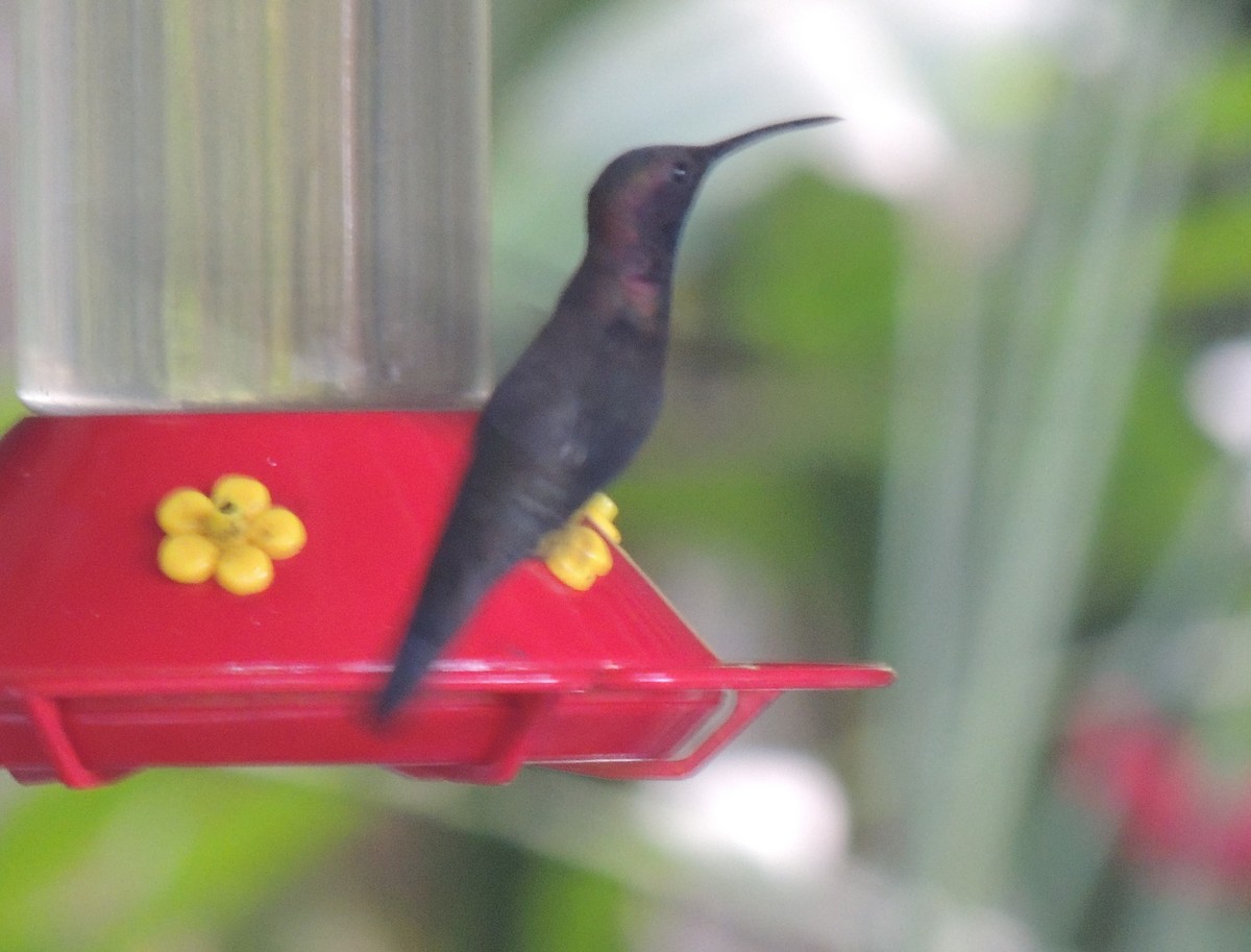 kolibřík jamajský - ML545830411